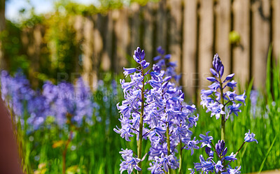 Buy stock photo Beautiful purple bluebell flowers looking vibrant in a lush green garden in the background in summer. Close up of bright purple scilla siberica flora in nature blooming outside in fenced backyard
