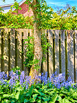 Bluebells in my garden