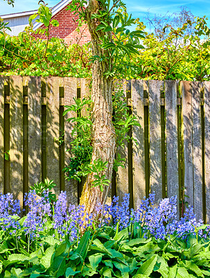 Buy stock photo Beautiful blue flowers and tree in a garden with a fence during spring outside in nature. Relaxing landscape view of purple bluebell or scilla siberica and green plants growing in backyard outdoors