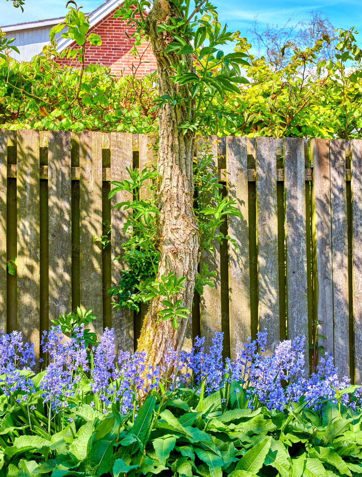 Buy stock photo Beautiful blue flowers and tree in a garden with a fence during spring outside in nature. Relaxing landscape view of purple bluebell or scilla siberica and green plants growing in backyard outdoors