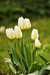 White tulips in my garden