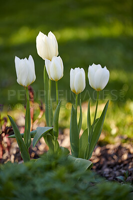 Buy stock photo Beautiful, colorful and white flowers growing in a garden in nature on a spring day outside. Closeup of bright, natural and fresh didier's tulips from the tulipa gesneriana plants blooming in a park