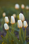 Beautiful flowers from my garden