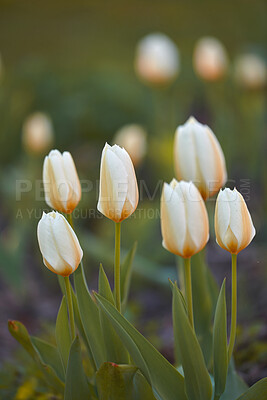 Buy stock photo A series of beautiful garden photos