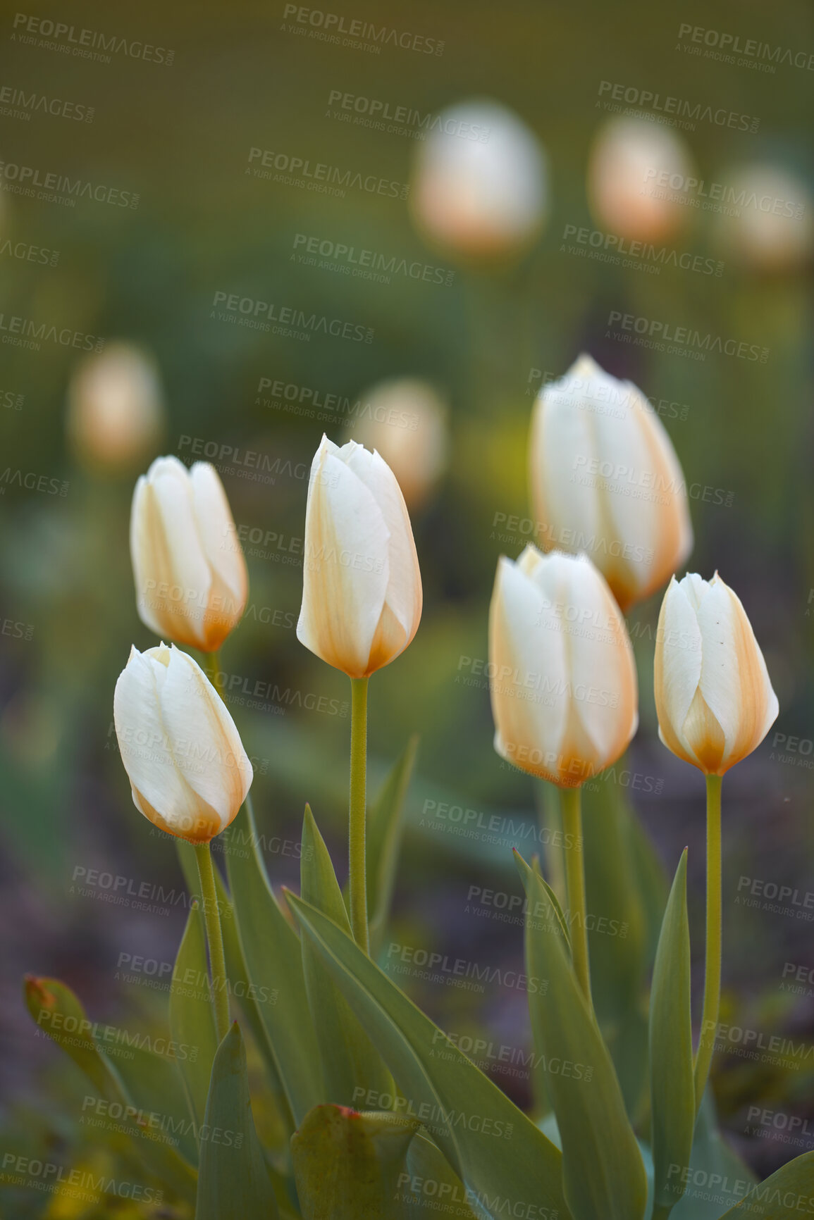 Buy stock photo A series of beautiful garden photos