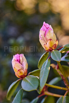 Buy stock photo Rhododendron is a genus of 1,024 species of woody plants in the heath family, either evergreen or deciduous, and found mainly in Asia, although it is also widespread throughout the Southern Highlands of the Appalachian Mountains of North America.