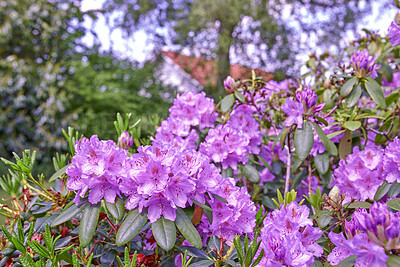 Buy stock photo A series of photos of rhododendron in garden