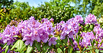 Rhododendron in my garden