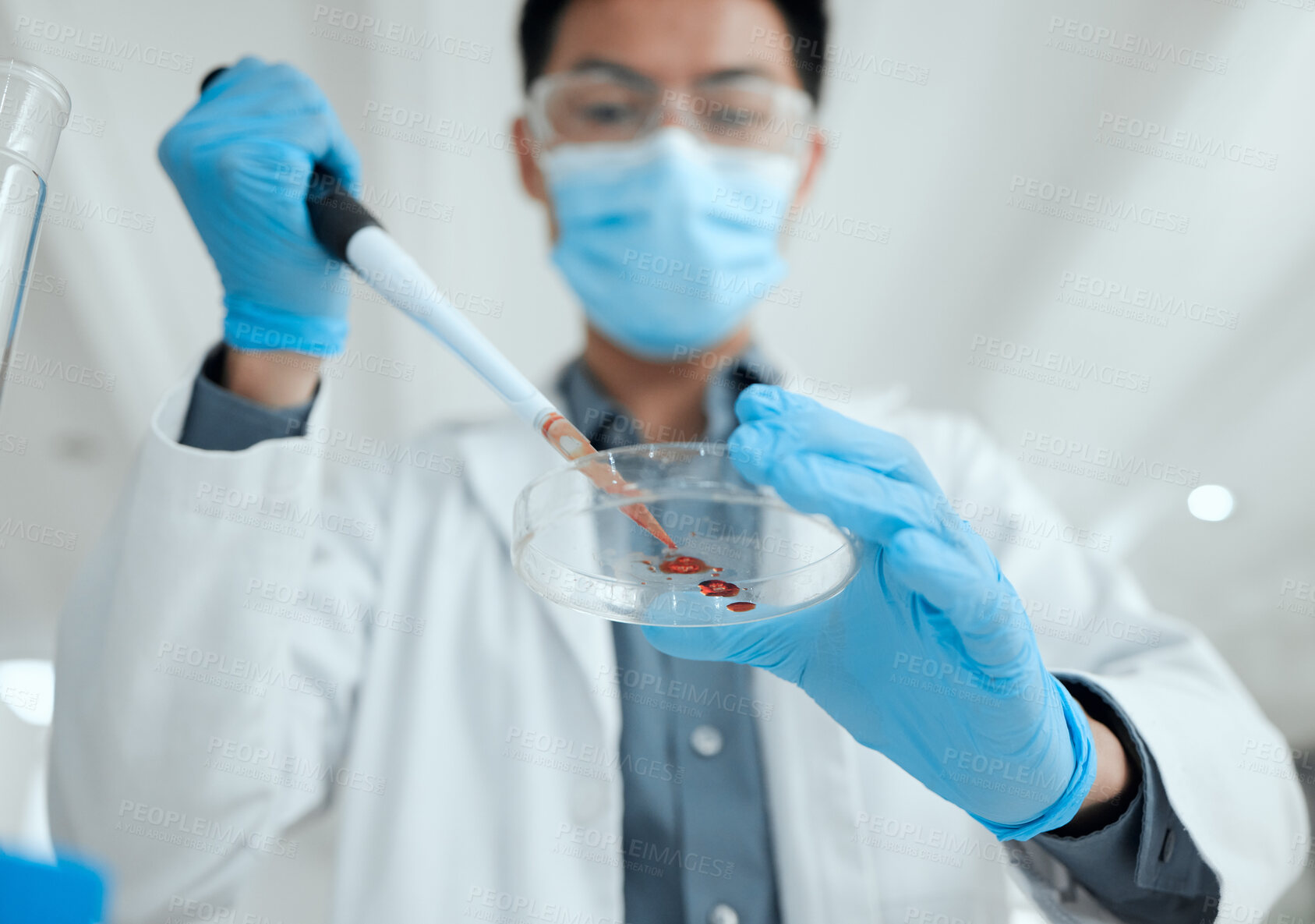 Buy stock photo Scientist, dropper and man with petri dish in laboratory for medical research, experiment or DNA testing. Science, pipette and pathologist with blood engineering for RNA discovery for healthcare.