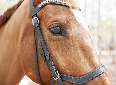 Buy stock photo Horse, forest and profile of animal in nature for travel, adventure and summer in countryside. Eyes, stallion and pet with trees, mountain and woods in Canada for riding and sunshine on trail