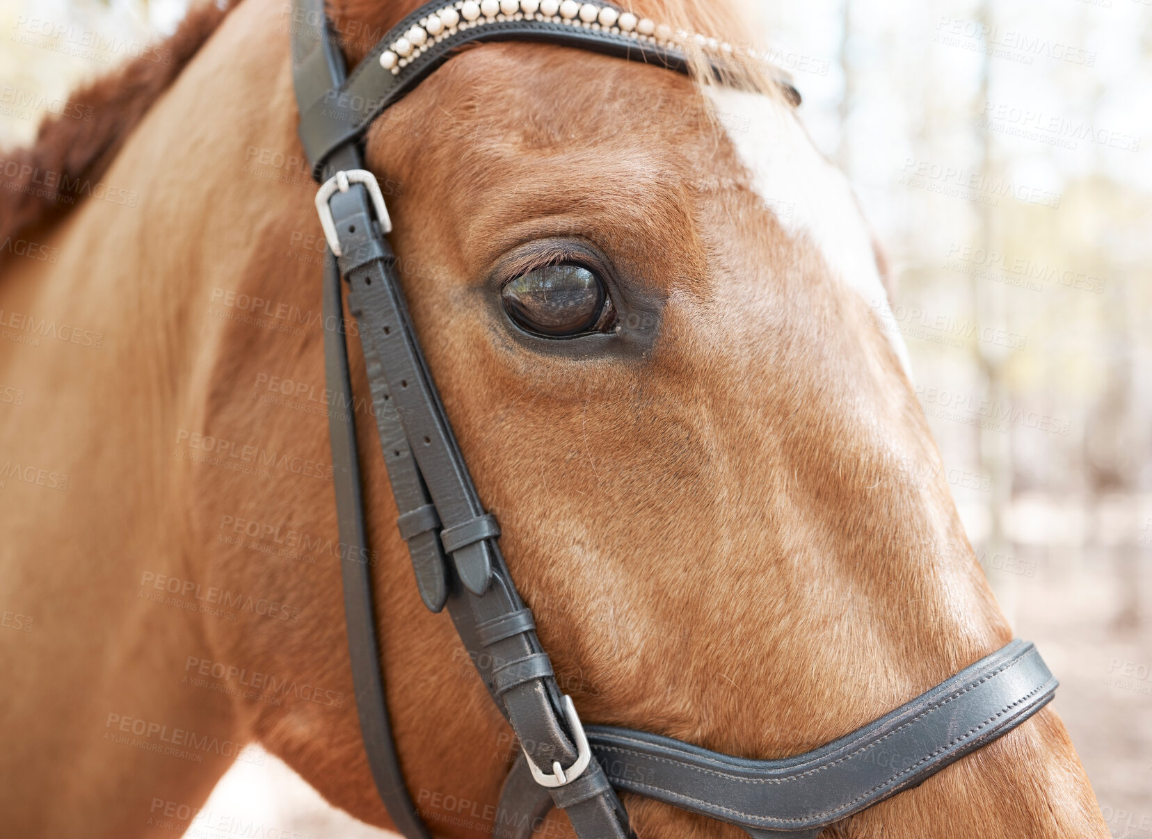 Buy stock photo Horse, forest and profile of animal in nature for travel, adventure and summer in countryside. Eyes, stallion and pet with trees, mountain and woods in Canada for riding and sunshine on trail