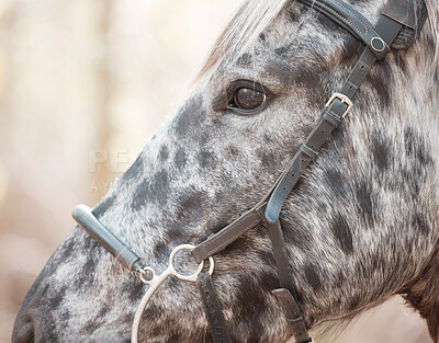 Buy stock photo Profile, horse and harness on animal in nature for travel, adventure and summer in countryside. Eyes, stallion and close up of pet, mountain and outdoor in Canada for riding and sports in environment