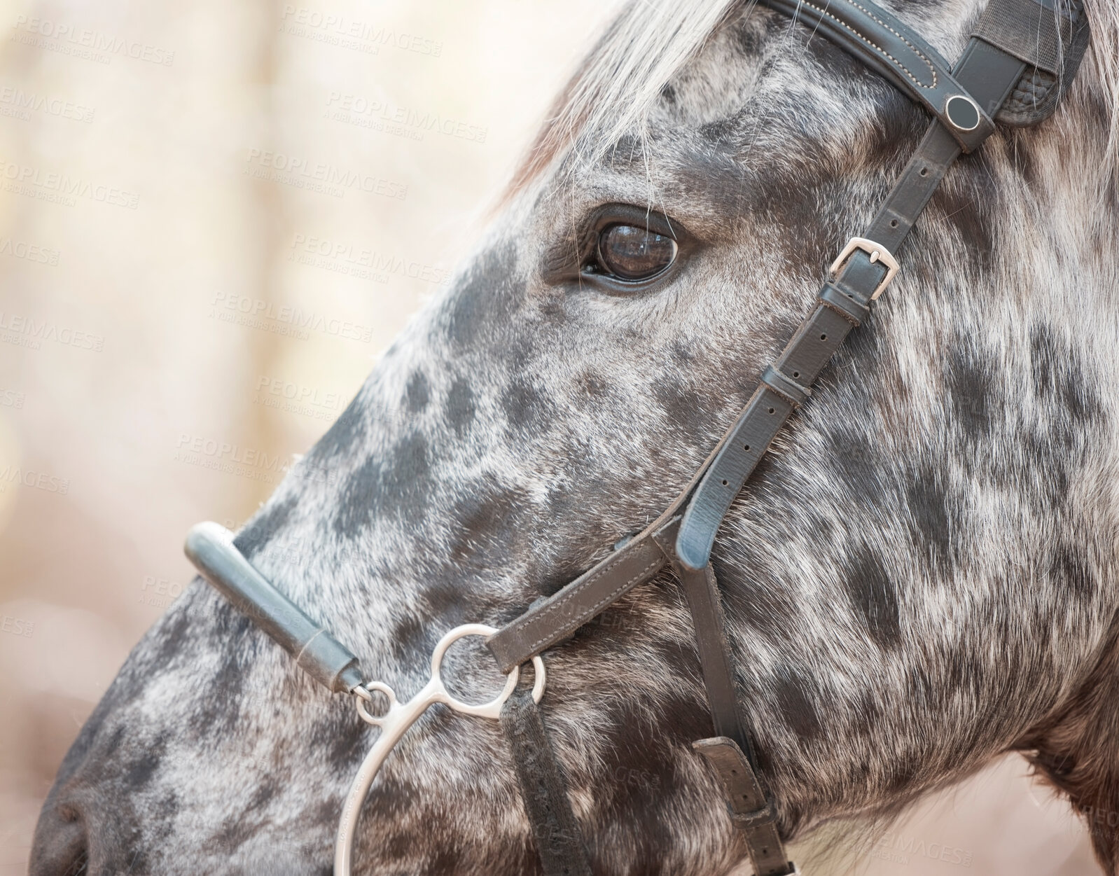 Buy stock photo Profile, horse and harness on animal in nature for travel, adventure and summer in countryside. Eyes, stallion and close up of pet, mountain and outdoor in Canada for riding and sports in environment