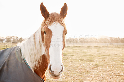 Buy stock photo Ranch, portrait or horse outdoor on farm, countryside or nature in with animal in agriculture, land or environment. Rural meadow, sustainable and pet stallion on field for wellness, stable or farming