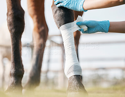 Buy stock photo Equestrian, leg and vet wrapping horse closeup for medical treatment or recovery from racing injury. Gloves, hands and bandage on ankle of animal with professional ranch worker for rehabilitation