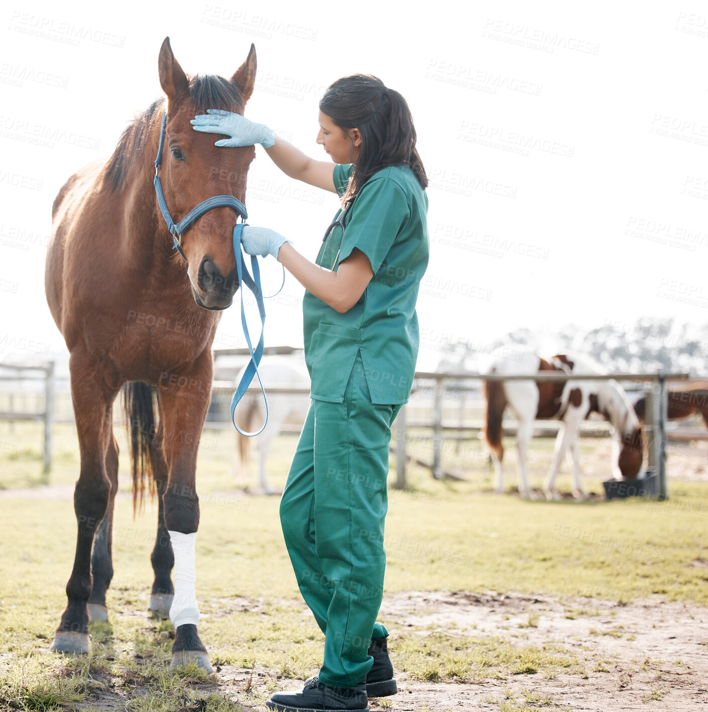 Buy stock photo Veterinarian, horse and leg bandage or care, medical employee and animal healthcare checkup on ranch. Professional, rehabilitation and injury with veterinary expert, doctor and lameness diagnosis