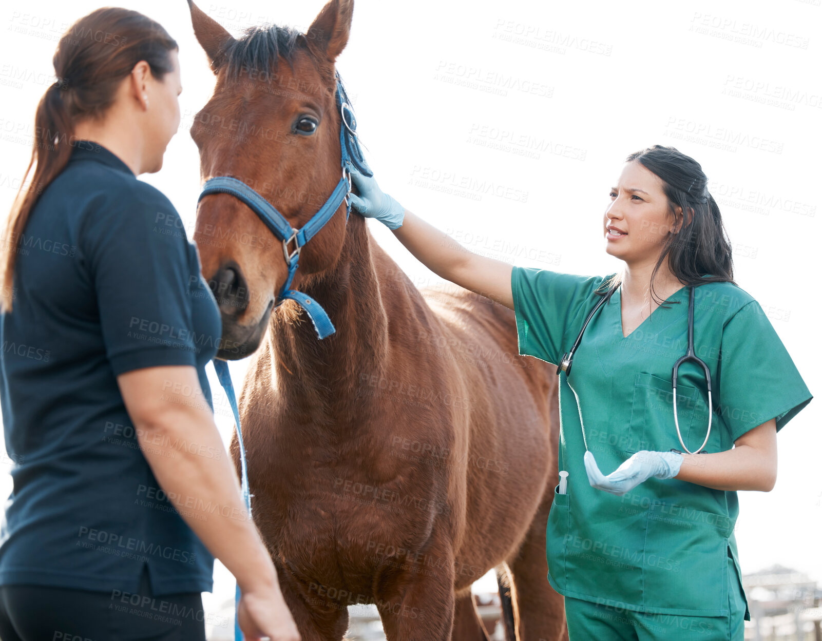 Buy stock photo Vet, woman and check horse health on farm, veterinary medicine and care for sick animal. Agriculture, farming and medical expert working in animals healthcare, wellness or veterinarian for pets