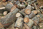 Preparation of firewood for the winter. Stacks of firewood in the forest. Firewood background. Sawed and chopped trees. Stacked wooden logs. 