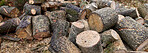 Preparation of firewood for the winter. Stacks of firewood in the forest. Firewood background. Sawed and chopped trees. Stacked wooden logs. 