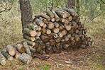 Preparation of firewood for the winter. Stacks of firewood in the forest. Firewood background. Sawed and chopped trees. Stacked wooden logs. 