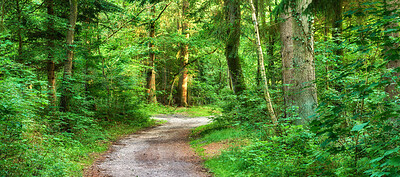 Buy stock photo Beautiful and green nature path between trees in the forest during spring season. Landscape of an empty dirt road or trail leading into a deep and wild woods. Magical location in natural environment