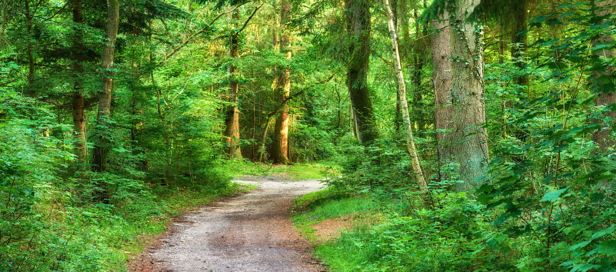 Buy stock photo Beautiful and green nature path between trees in the forest during spring season. Landscape of an empty dirt road or trail leading into a deep and wild woods. Magical location in natural environment