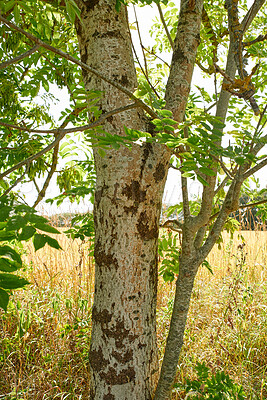 Buy stock photo Closeup view of a tree trunk in a forest or rural countryside outdoors. Scenic landscape with wooden texture of old bark and green leaves on a sunny day in a remote and peaceful meadow on a farm