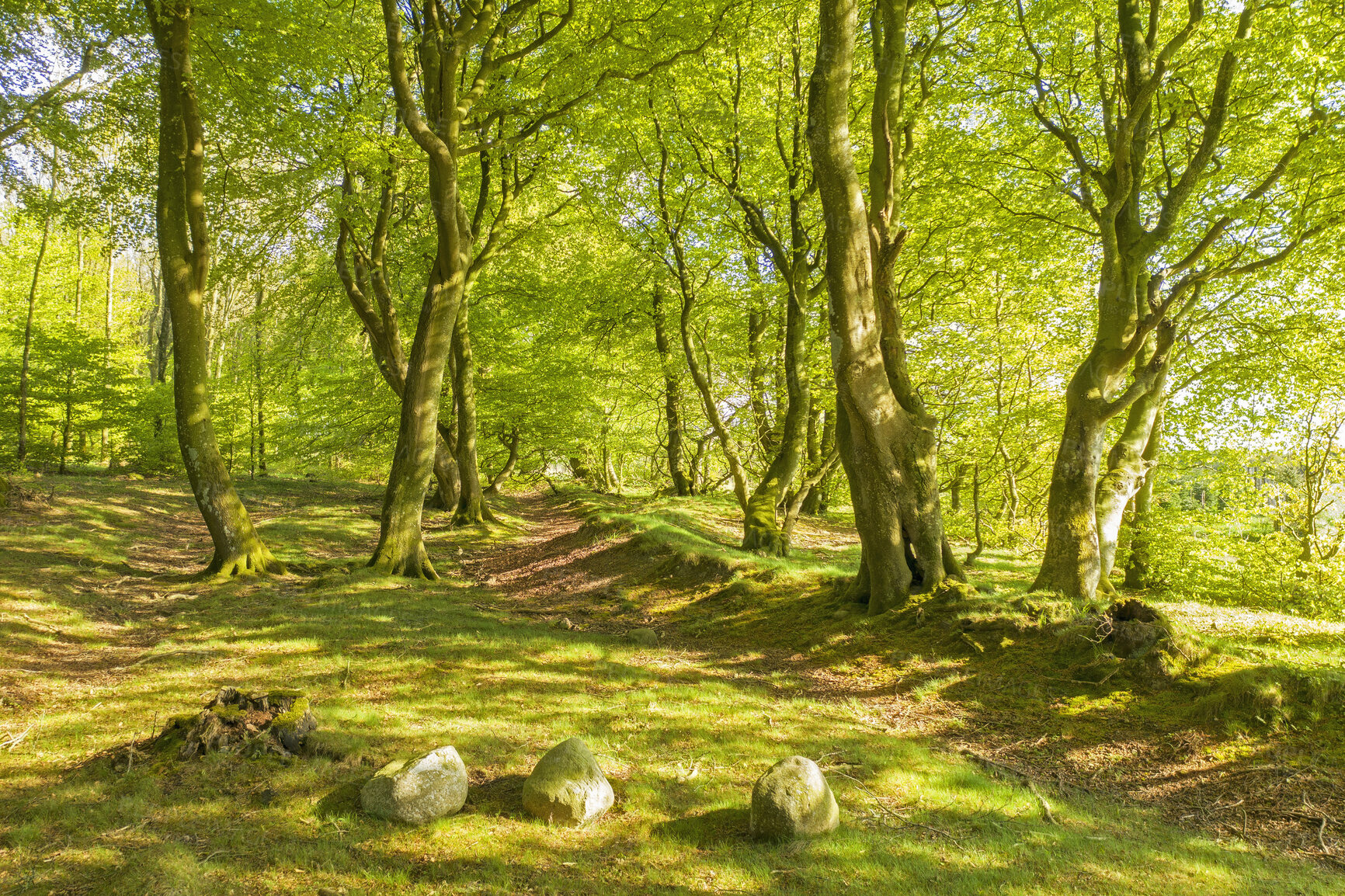 Buy stock photo Landscape, green and copyspace view of a lush nature forest in the countryside in summer. Beautiful, peaceful and remote view of a natural environment with trees, greenery and plants in spring