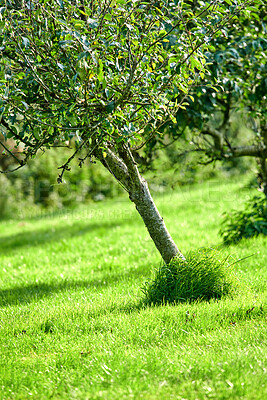 Buy stock photo Pear trees, grass and farm fruit growing at angles on a hill in a remote countryside orchard or farming estate. Landscape view of fresh, nutritious and sweet snacks used for diet, wellness and health