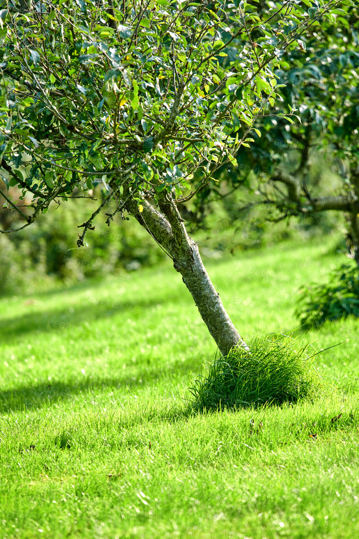 Buy stock photo Pear trees, grass and farm fruit growing at angles on a hill in a remote countryside orchard or farming estate. Landscape view of fresh, nutritious and sweet snacks used for diet, wellness and health