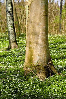 Buy stock photo Beautiful, large tree closeup in a natural forest landscape in spring with trees in the background. Outdoors park view of green grass, white flowers, and growing plant life. Relaxing day in nature.