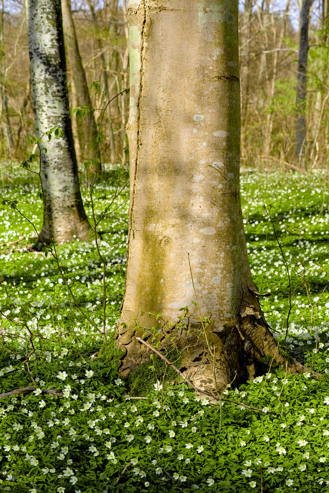 Buy stock photo Beautiful, large tree closeup in a natural forest landscape in spring with trees in the background. Outdoors park view of green grass, white flowers, and growing plant life. Relaxing day in nature.