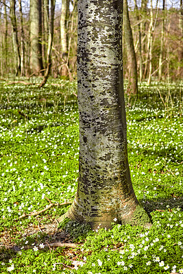 Buy stock photo Beautiful, calm and quiet forest with closeup of a tree trunk surrounded by flowering field. Landscape of many wood anemone flowers growing in a meadow. Lots of pretty white  wildflowers in nature