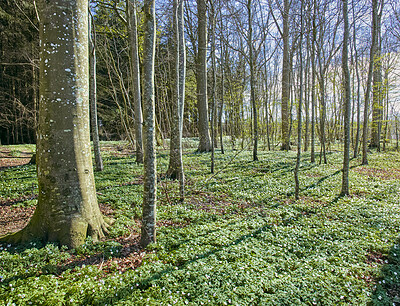 Buy stock photo A relaxing and peaceful nature landscape of a beautiful sunny forest of old trees during summer. The great outdoors, ripe with natural grass, flowers and foliage. A bright recreational jungle