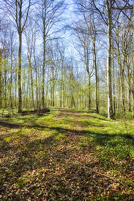 Buy stock photo Fresh, pretty and colorful nature with tall trees in a green forest on a sunny day. Beautiful, relaxing views of a peaceful park, with calming, soothing zen. Rows of man bare tree branches 