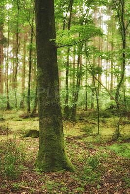 Buy stock photo Beautiful, relaxing and lush forest trees with green wild grass and plants in nature during spring. Landscape view of agriculture in the woods. A natural environment with brown leaves on the ground