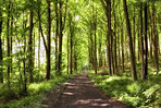 A photo of forest beauty in springtime