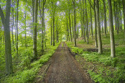 Buy stock photo Forest, green and path to a mysterious place with greenery and lots of trees to get away from it all. Beautiful landscape with grass and plants along a hiking trail in nature where adventure awaits