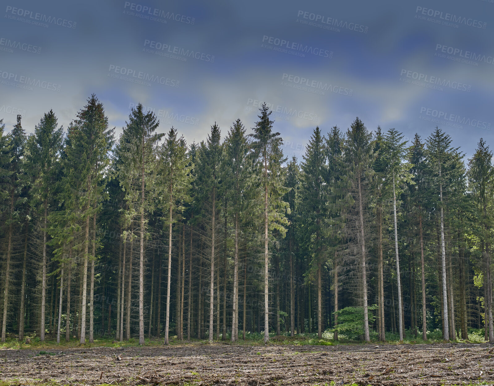 Buy stock photo Dark, secluded and mysterious planted forest during sunset in nature. Landscape view of trees, plants and grass on land, park or field in a natural environment in the countryside at night time