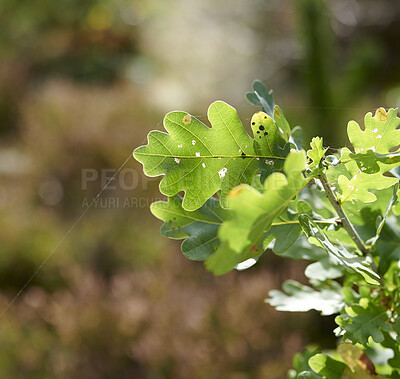 Buy stock photo Colorful green leaves from a tree or bush growing in a garden with copy space. Closeup of english oak plants with tiny bug pest holes and spiderwebs in ecosystem, habitat and biodiversity of nature