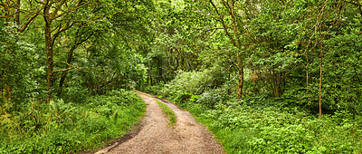 Buy stock photo Big, beautiful green forest landscape with large trees, grass and plants along a hiking trail. Outdoor nature park view of plant and tree life on a summer day. Outdoors walking path in the woods.