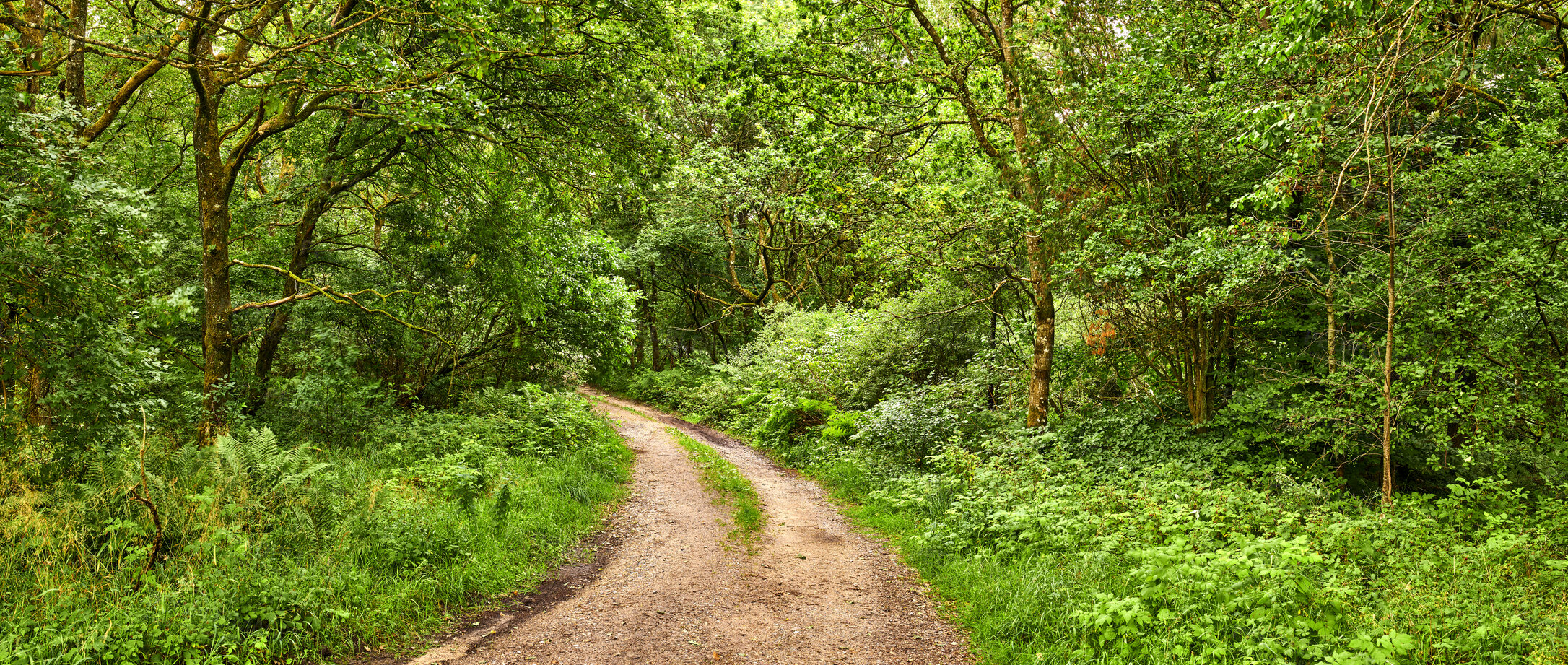 Buy stock photo Big, beautiful green forest landscape with large trees, grass and plants along a hiking trail. Outdoor nature park view of plant and tree life on a summer day. Outdoors walking path in the woods.