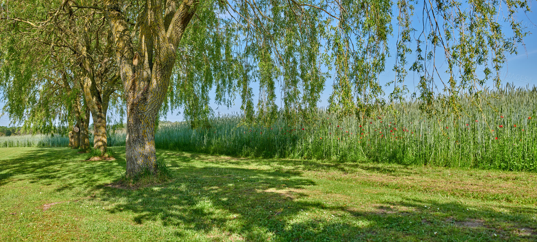 Buy stock photo Landscape view, trees and green flower field on remote farm and estate. Scenic land with long, lush organic poppy plants or crops growing in calm, peaceful and serene meadow or countryside in spring