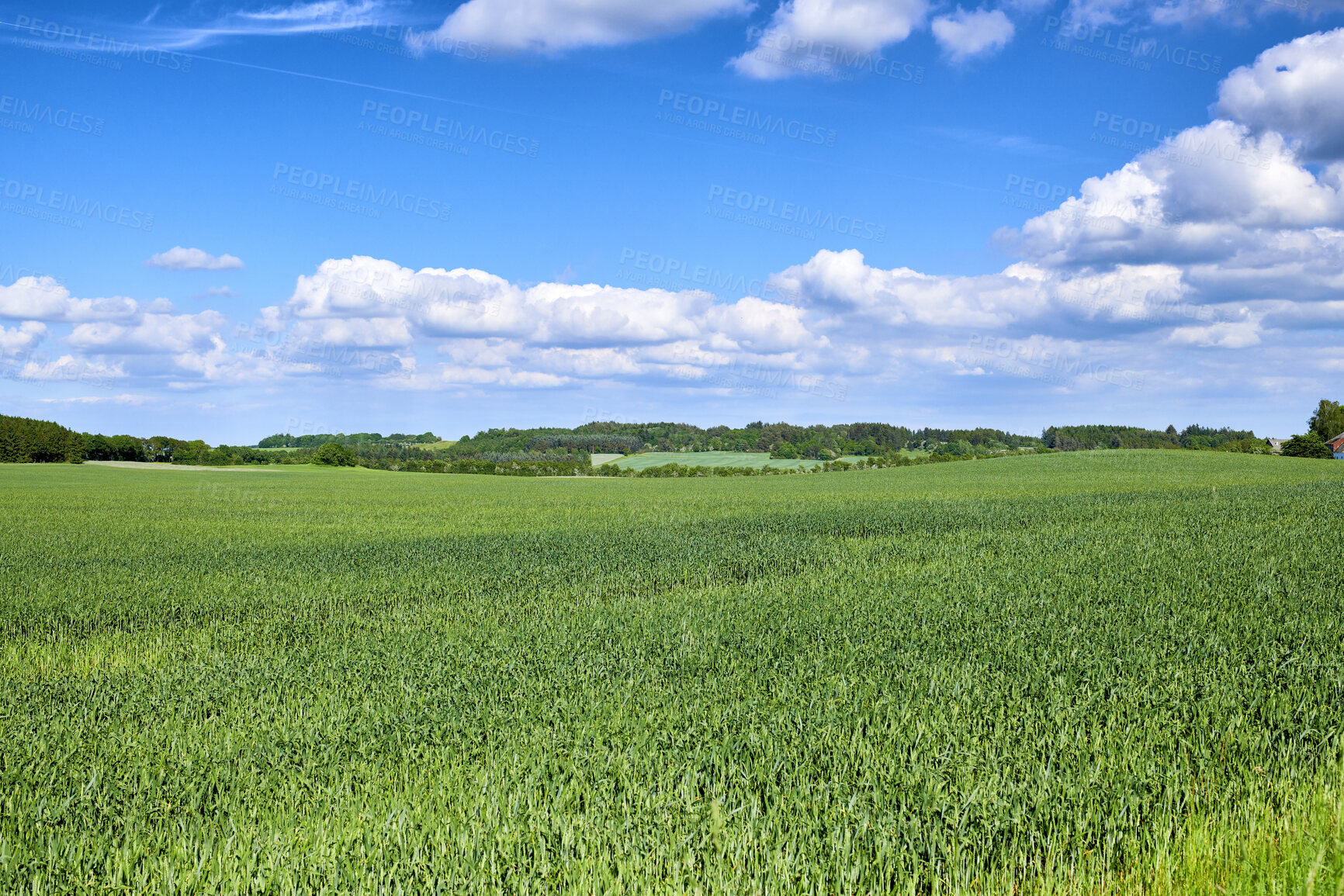 Buy stock photo Landscape view, blue sky and field with copy space, green grass and plants growing in remote countryside meadow. Scenic land with long, lush reeds in calm or peaceful area with clouds and copyspace