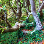 Sommertime trees in the forestt