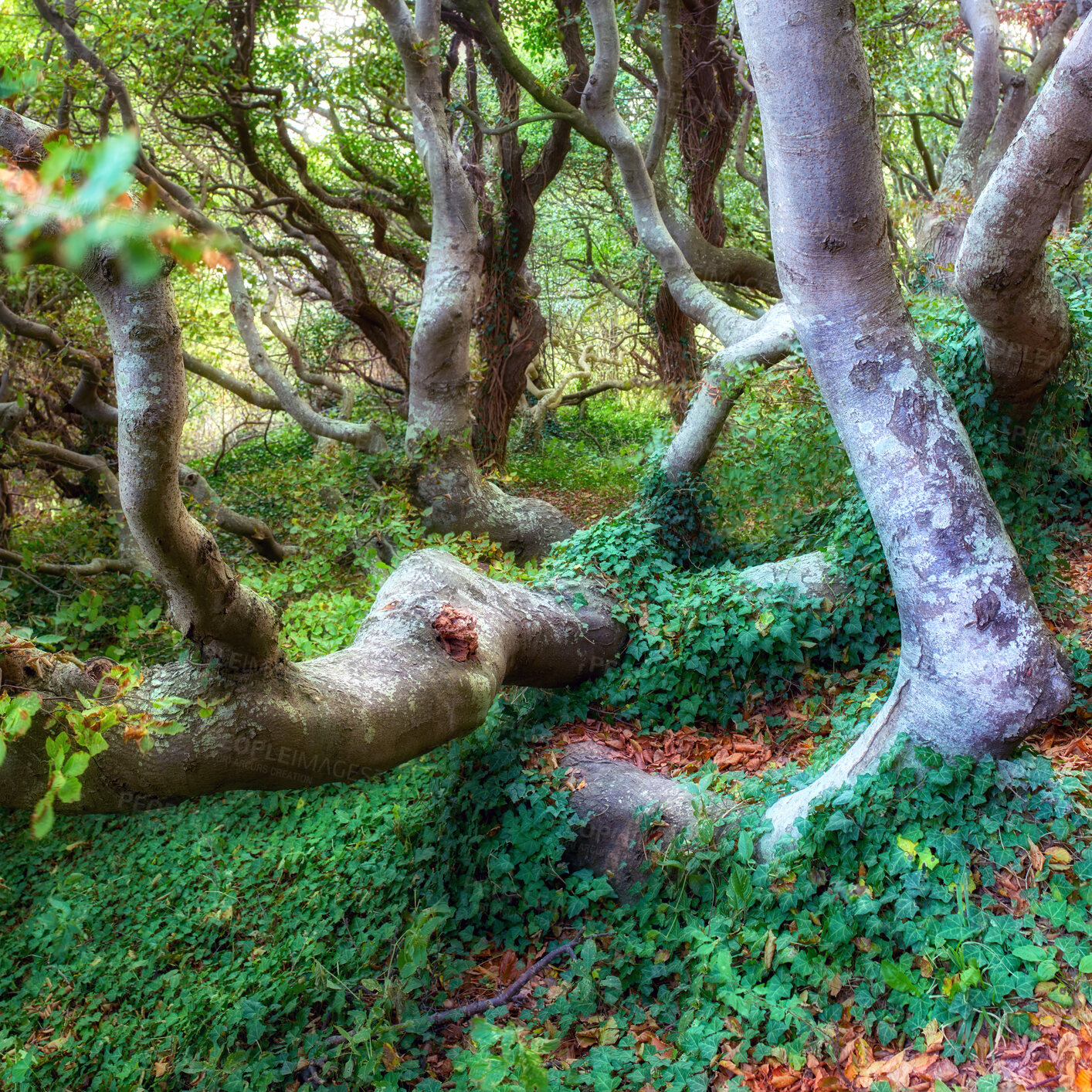 Buy stock photo Summertime forest