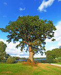 Sommertime trees in the forestt