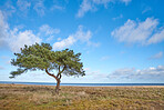 Sommertime trees in the forestt