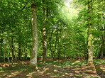 Sommertime trees in the forestt