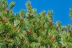 Sommertime trees in the forestt